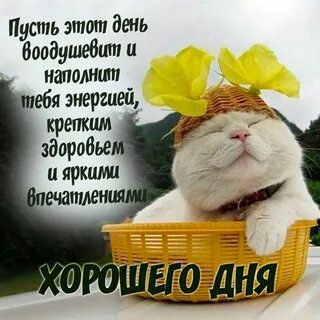 Картинки с пожеланием хорошего дня Смешно, Картинки, Веселые мысли