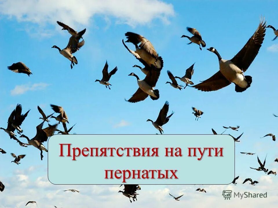 Стая перелетных птиц. Перелетные птицы возвращаются. Мигрирующие птицы. Птицы возвращаются с Юга.