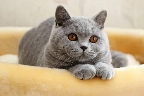 Британская кошка добрая