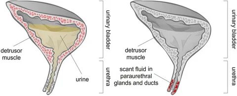 Where Does Squirting Come From.