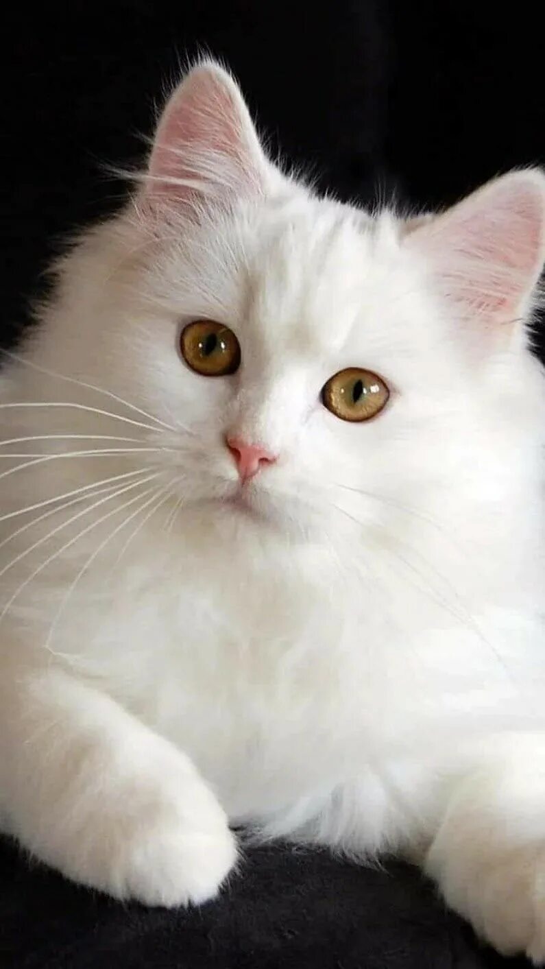 Кошка белая красная. Кот и розы. Кошка белая красная. Турецкая ангора кошка. Турецкая ангора.