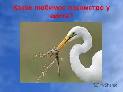 Любимое лакомство аистов