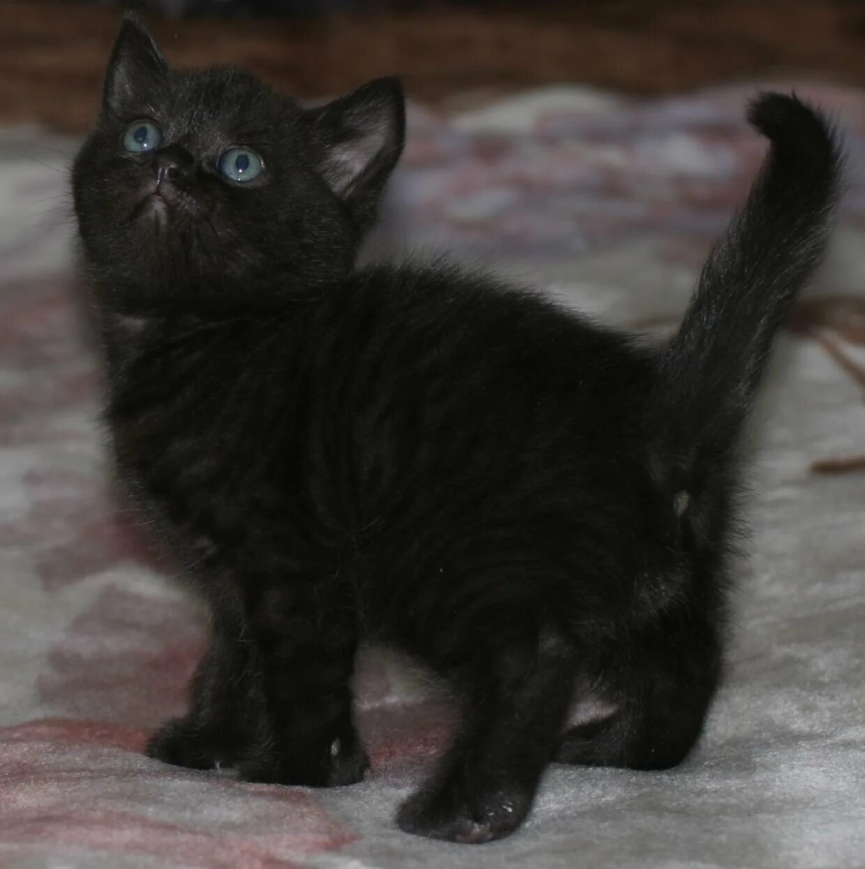 Породы кошек черно серого окраса. Шотландские котята прямоухие черные. Шотландская кошка прямоухая черная. Черный шотландский котенок прямоухий. Шотландские котята прямоухие черный дым.