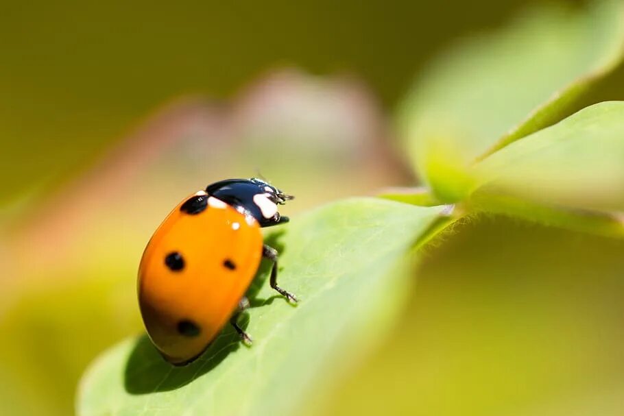 Летающая коровка. _Lucky_Ladybird.