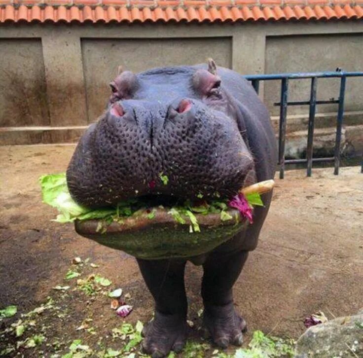 Pin by Kelli LaBrie on Wildlife Photography Funny animal faces, Funny animal pic