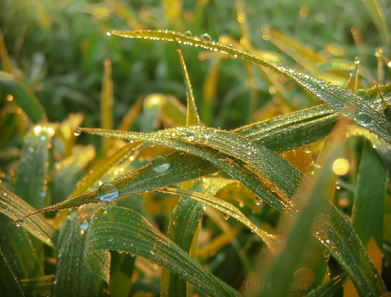 Трава омытая дождем. Макро фото. Фото макросъемки. Плесень макро.