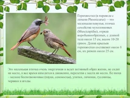 Переведи птички