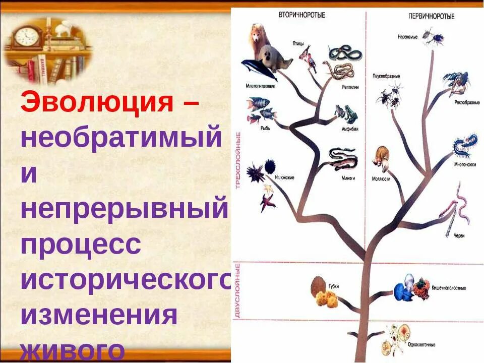 Причины эволюции живых организмов. Схема развития живого организма. Эволюционное Древо животных. Схема эволюции живых организмов. Процесс эволюции животных.