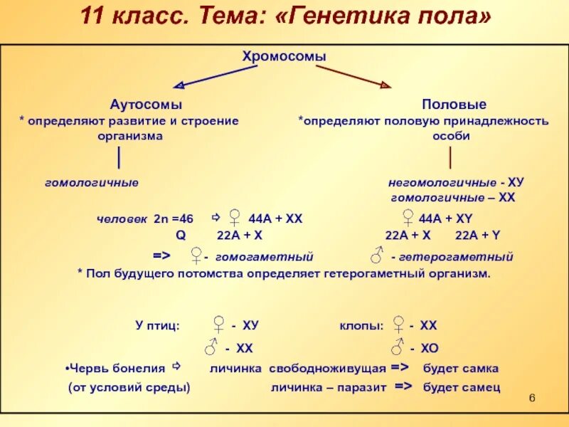 Половые хромосомы мужского организма. Генетика пола, половые хромосомы. Аутосомы и половые хромосомы. Кариотип человека аутосомы половые хромосомы. Определение пола ЕГЭ.