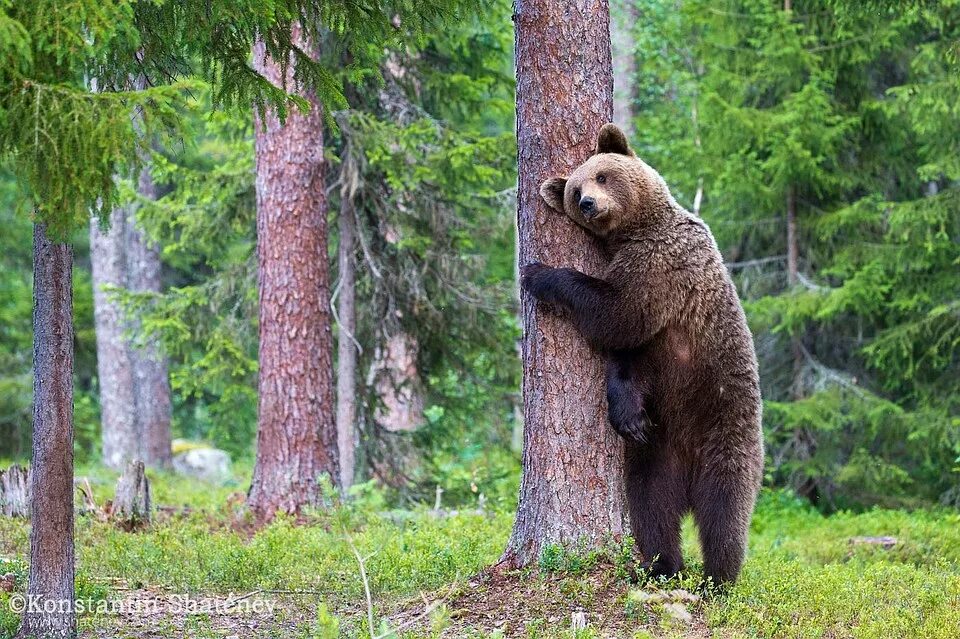Какие животные обитают в санкт петербурге. Животные ленобласти. Растение ежик. Костомукшский заповедник бурый медведь. Уссурийский пятнистый олень.