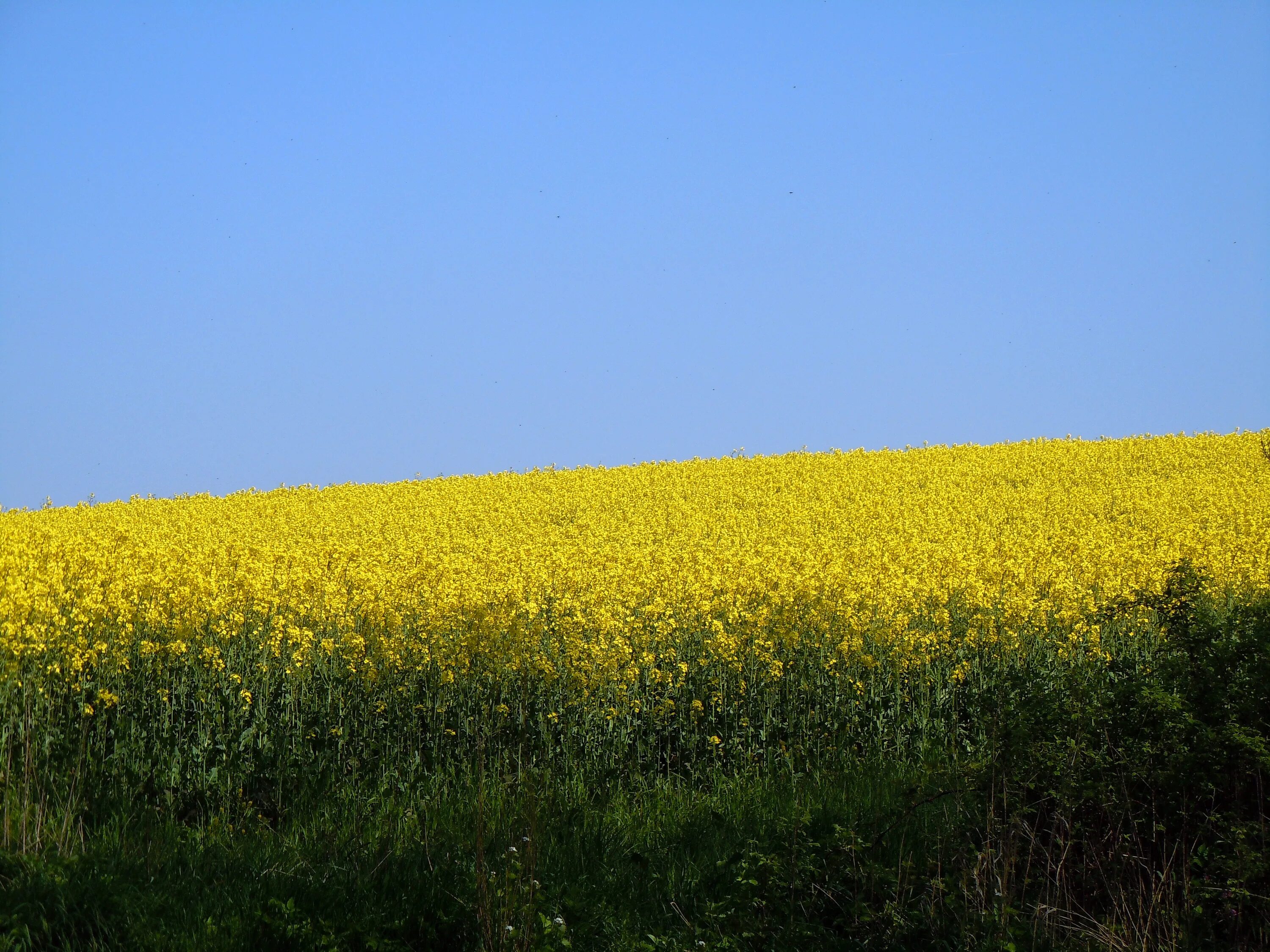 Рапсовые поля Липецк. Рапсовые поля Франции. Поле желтых цветов. Поле поросшее желтыми цветами. Виднелось желтое поле