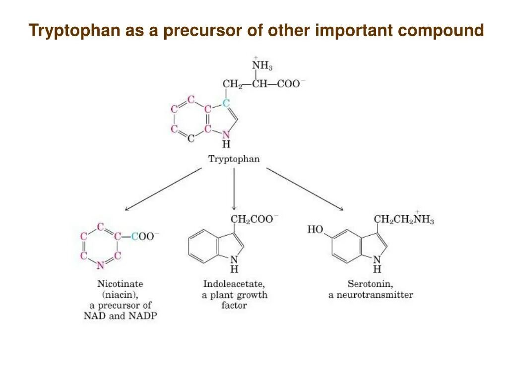 Триптофан состав. Триптофан формула. триптофан строение. l-tryptophan sigma aldrich. триптофан прекурсор дофамина.