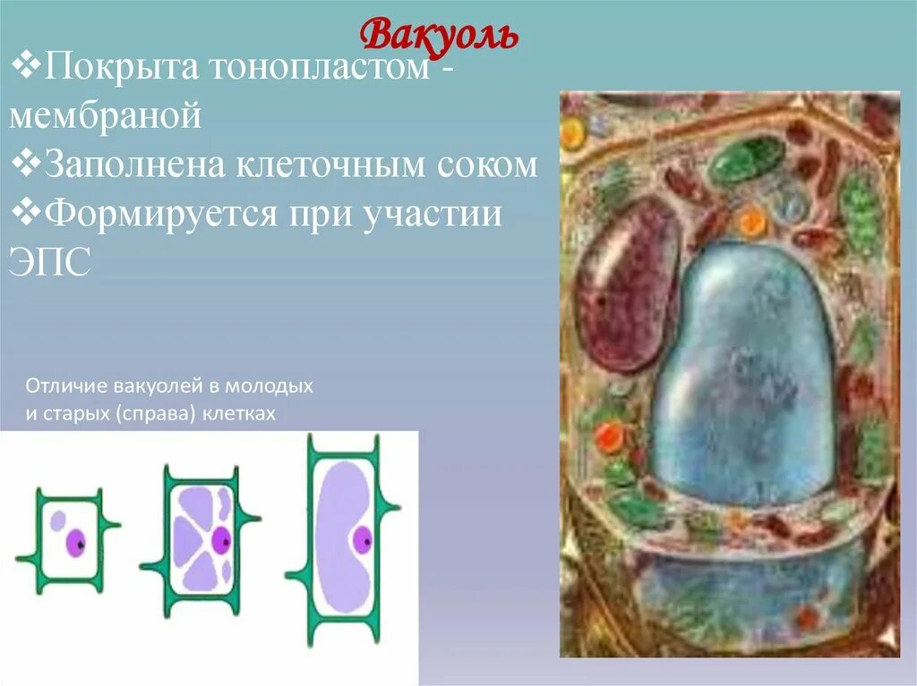 Крупная вакуоль растительной