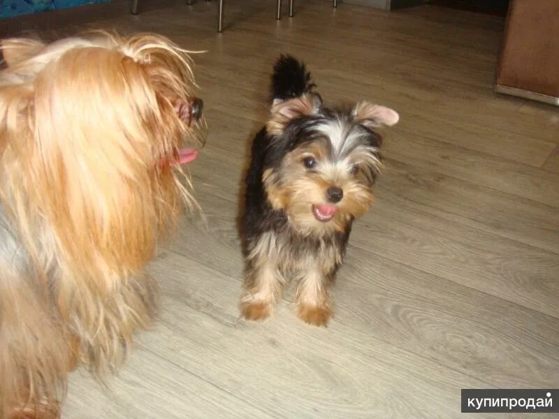 Йорк стандарт девочка. Йорк стандарт девочка. Йокширскийтерьер стандарт. Йорк стандарт девочка. Йоркширский терьер стандарт.