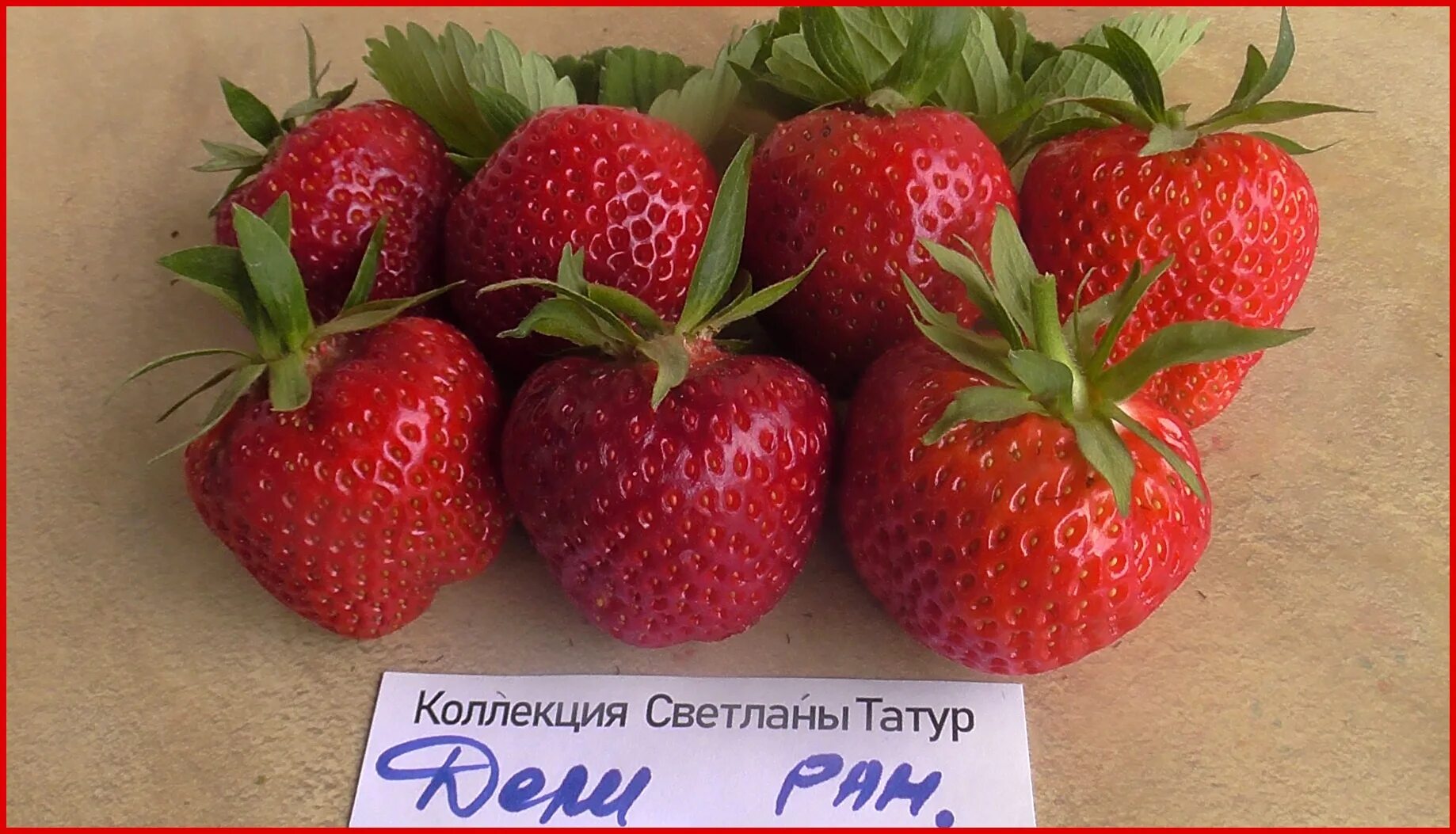 Купить рассаду клубники Дели в Минске/ купить саженцы клубники сорта Дели в Бела