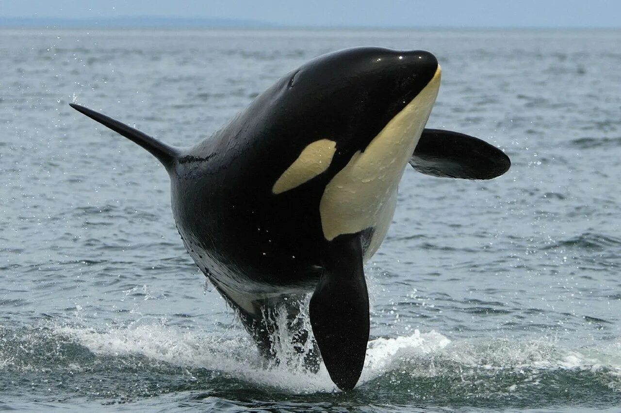 Касатка фонтанка. Касатка и Дельфин. Касатка Морское млекопитающее. Дельфины, касатки, киты млекопитающие?.