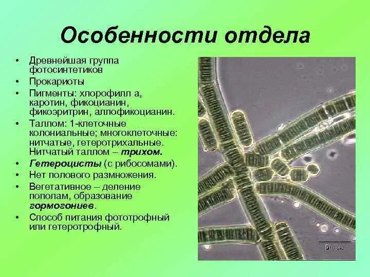 Фикоэритрин пигмент красных водорослей и цианобактерий