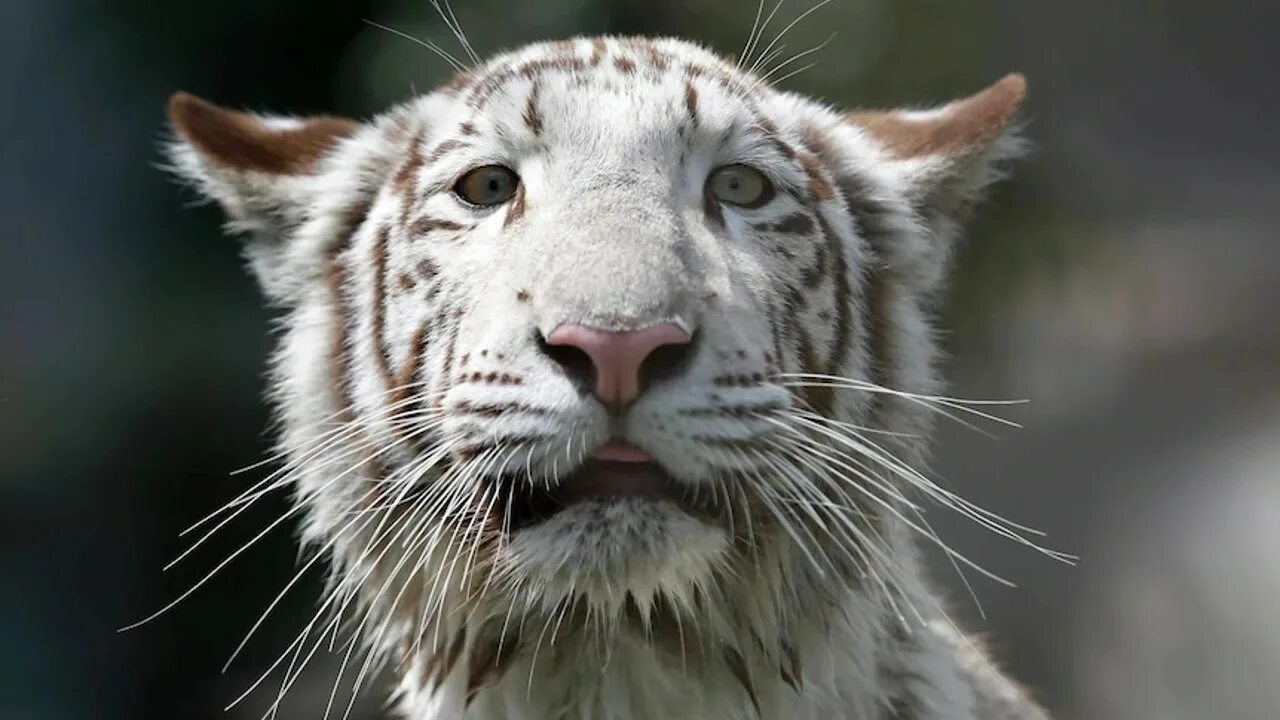 Снежный барс ирбис оскал. Тайгер. Животное 21. Лесная антилопа бонго. Животное 21.