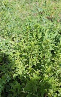 Useful plants