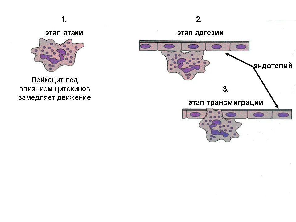 Адгезия лейкоцитов. Адгезия лейкоцитов к эндотелию. Недостаточность адгезии лейкоцитов. Стадии адгезии лейкоцитов.