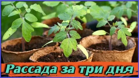 Рассада за 3 дня Как правильно сеять СЕМЕНА НА РАССАДУ Ускоряем всхожесть семян 