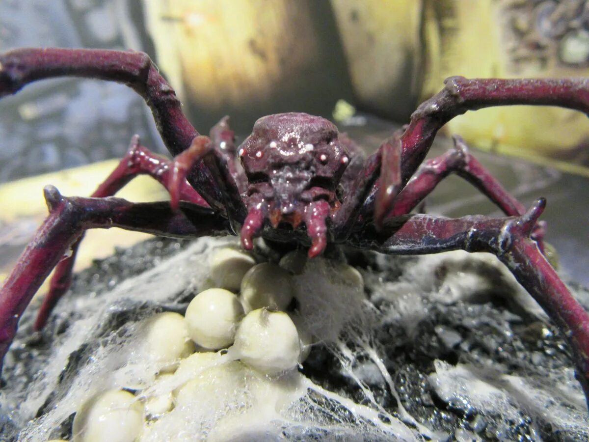 Древние пауки Арахниды. Арахнид паук гигантский. Паук Anapistula Ataecina. Мадагаскарский пещерный паук.