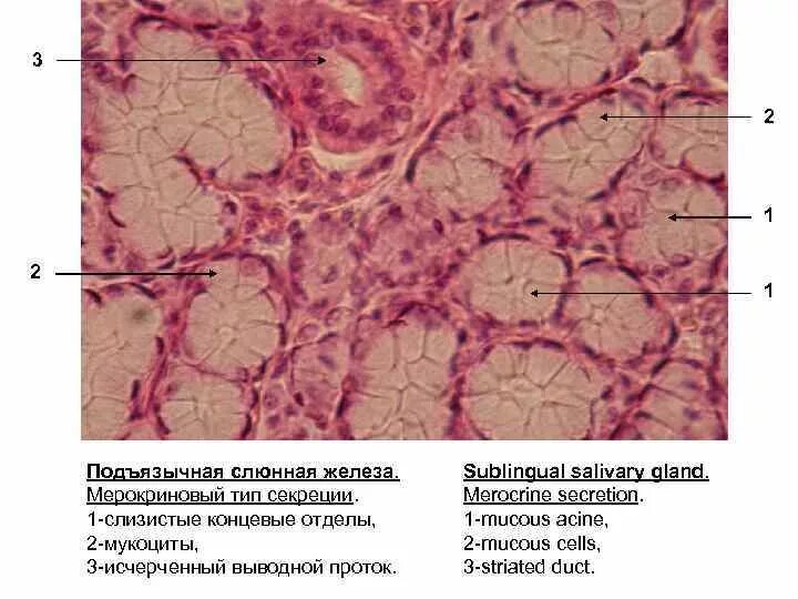 Околоушная железа гистология препарат. Слюнные железы гистология препарат. Поднижнечелюстная железа гистология препарат. Смешанная слюнная железа гистология препарат. Препарат околоушной железы