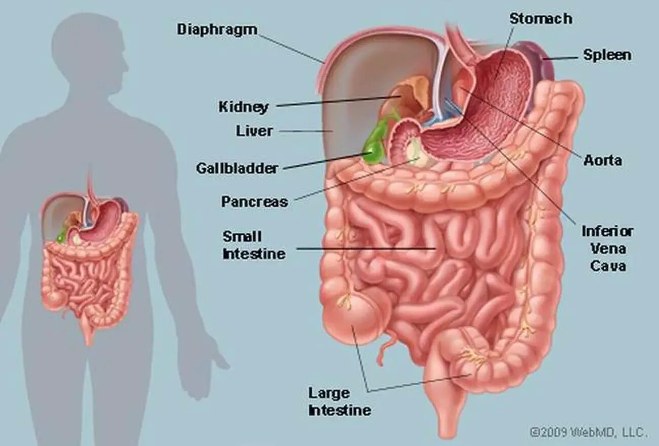Анатомия органов желудок. Анатомия человека кишечник у мужчин. Тонкий кишечник и печень