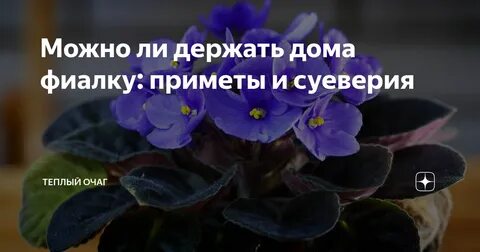 Фиалка цветок приметы