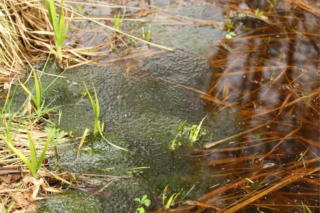 Водоросли лягушка