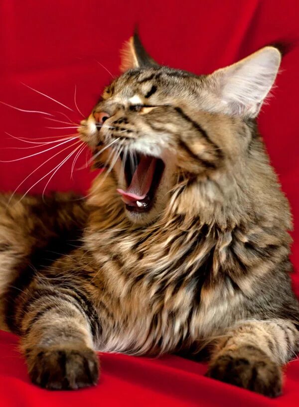 Американский мейн кун. Порода мейн кун. Мейн-кун. Мейн-кун. Кошка мейн кун.