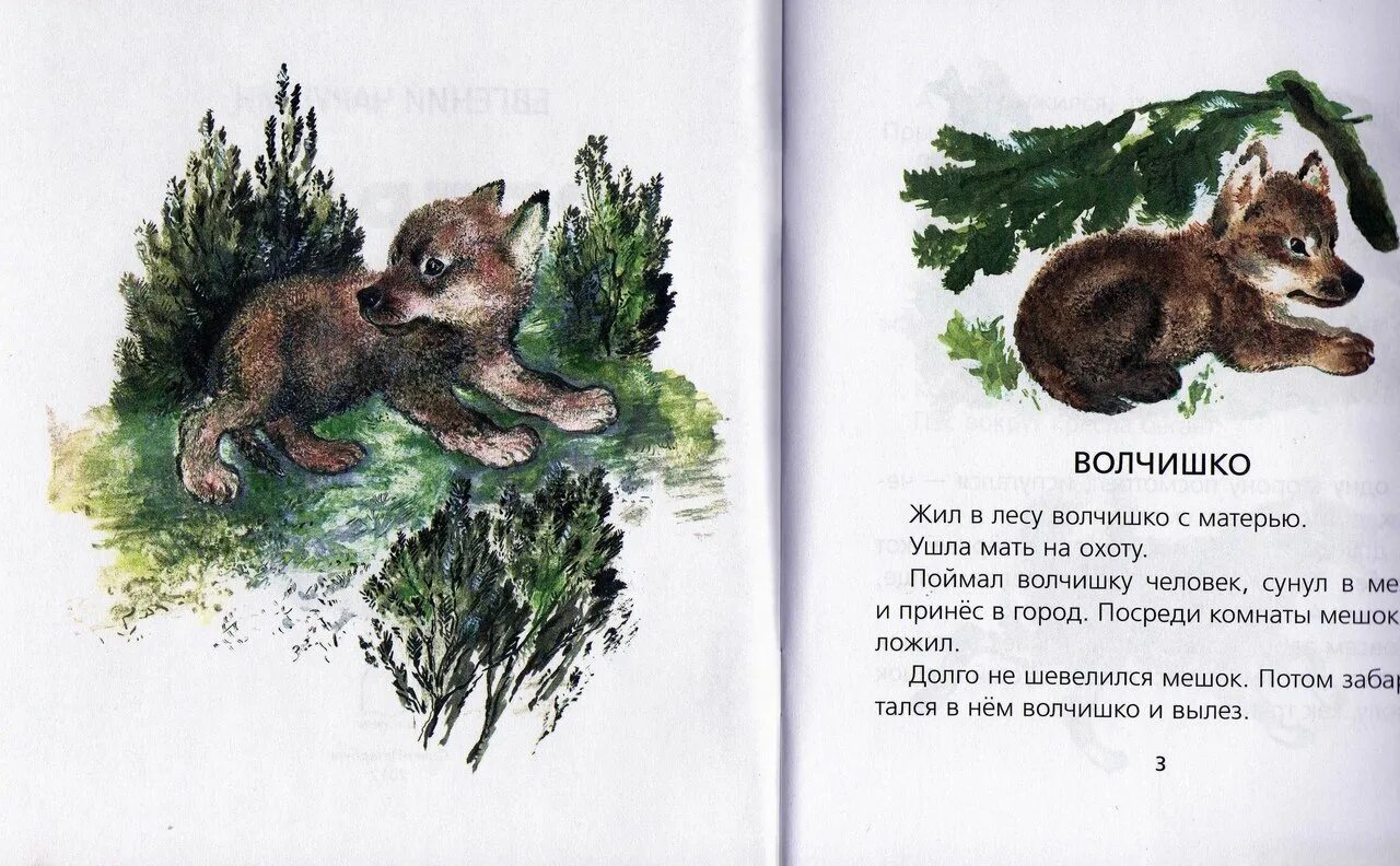 Волчишко текст распечатать. Волчишко чарушин иллюстрации. произведения чарушина волчишко.