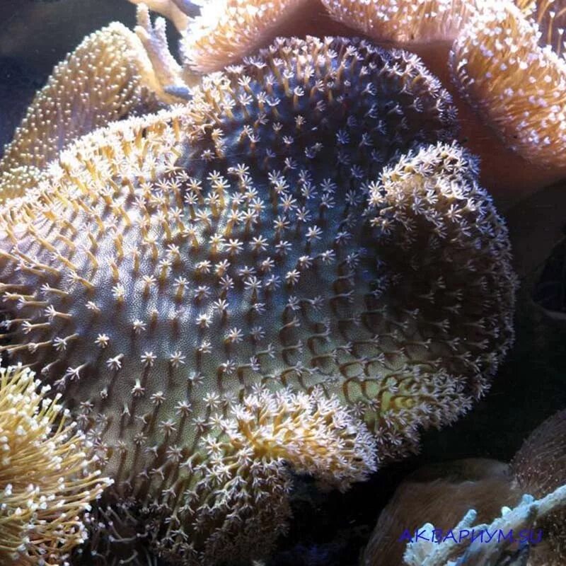 Суккулент крассула овата. Необычные кораллы. Родактис ультра грин. Кораллы уход. Солнечник коралловые полипы.