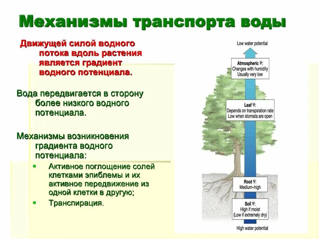 Движущие силы воды. Механизмы передвижения воды по растению. Водный обмен растений. Механизм движения воды по растению. Движение воды по растению схема.
