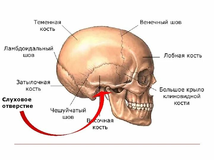 Где у человека лоб. Шов лобной и теменной кости. Кости черепа теменная кость. Теменно-затылочный шов черепа. Строение теменной кости черепа человека анатомия.