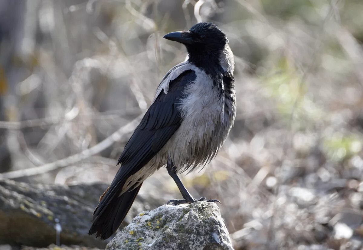 Серый ворон значение. Серая ворона птица. corvus cornix. ворона серая обыкновенная. corvus cornix russia.
