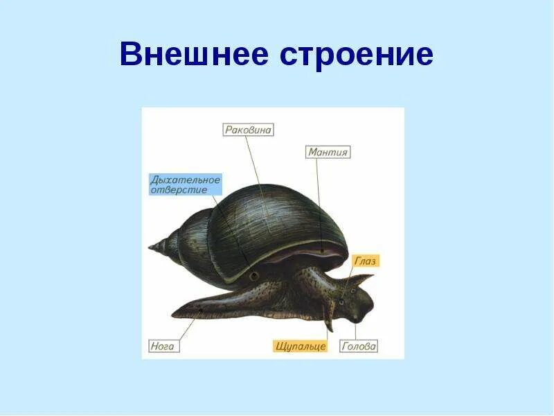 Строение класса брюхоногие. Брюхоногие моллюски строение. брюхоногие моллюски внешнее строение. строение брюхоногих моллюсков. внутреннее строение брюхоногих моллюсков.