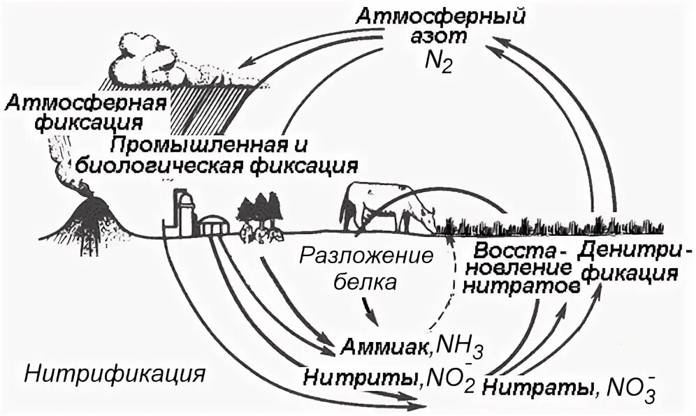 Фиксация атмосферного азота. Круговорот атмосферного азота. Аммонификация в круговороте азота. Круговорот азота Промышленная фиксация. Роль ландыша в биологическом круговороте