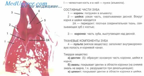 Зубы и их альвеолы