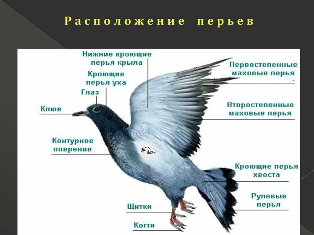 Тип и способ движения голубь 8 класс. Тип и способ движения голубь 8 класс