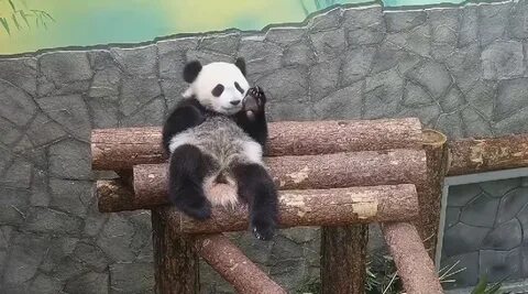 Панда катюша видео сегодня