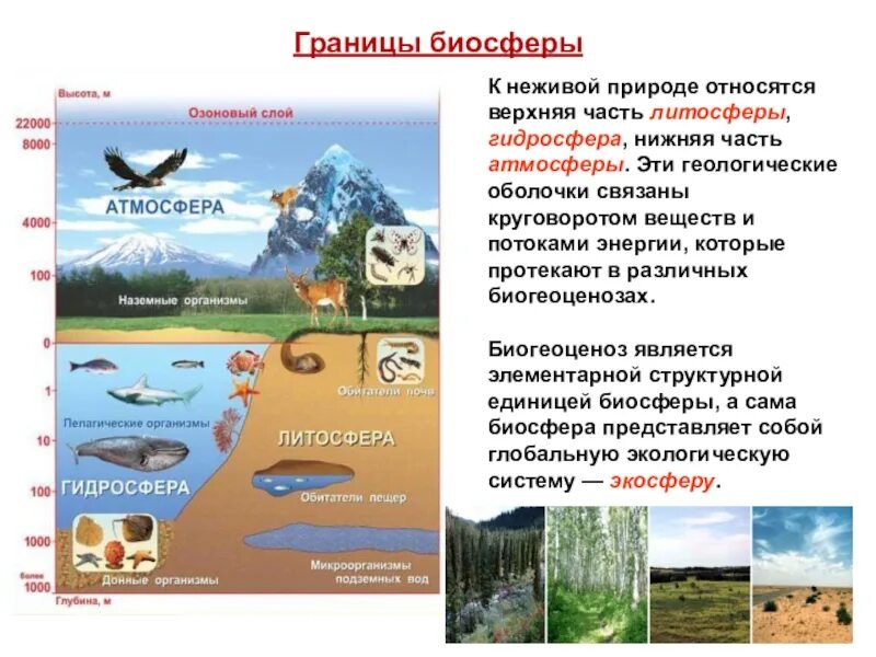 Биосфера. Функции живого вещества в биосфере - презентация, доклад, проект скача