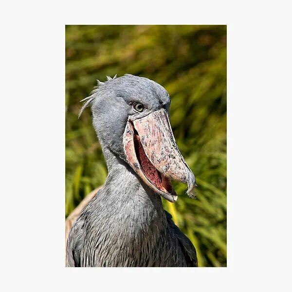 Китоглав ест обезьяну фото. Китоглав птица. Shoebill stork птица. Клюв китоглава. Птица balaeniceps rex.