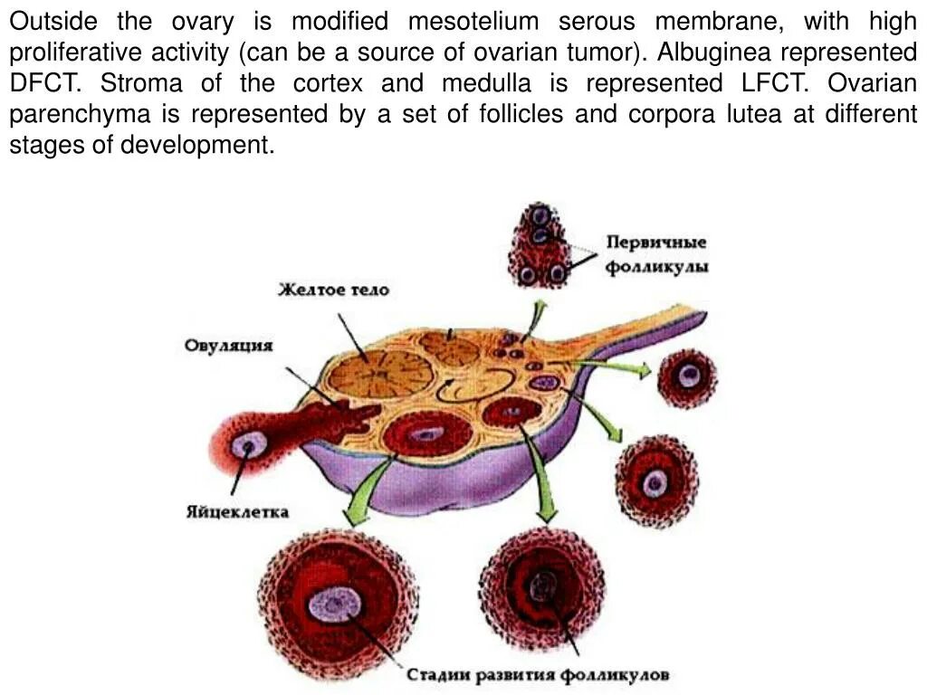 Фолликулы Строма яичника. Срез яичника фолликулы. Фолликулярная структура яичников. Фолликулярный аппарат яичников. Взаимосвязь яичника