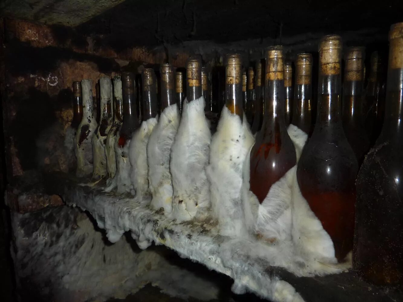 вино и сыр. бутылки в погребе. протухшее вино. вино с плесенью. вино с плесенью.