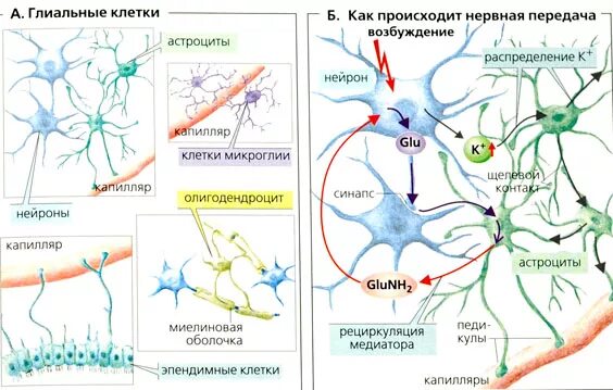 Какая ткань организма человека содержит глиальные клетки