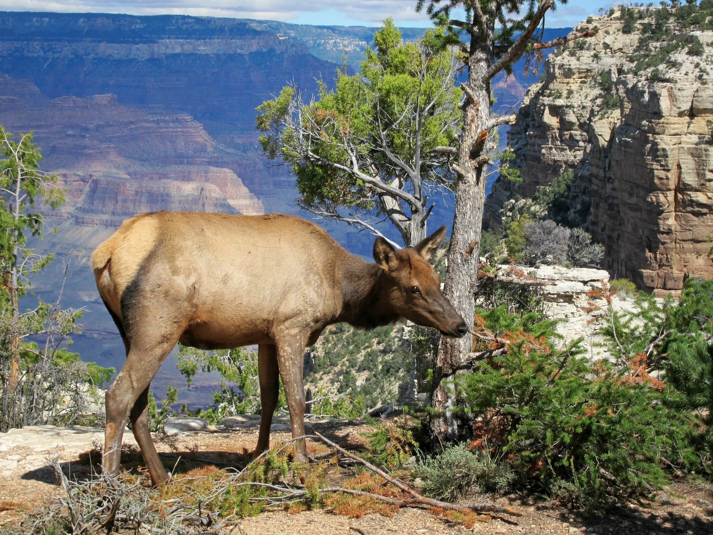 Гранд каньон фауна. National Park-Grand Canyon животные. Вапити в какой природной зоне северной америки