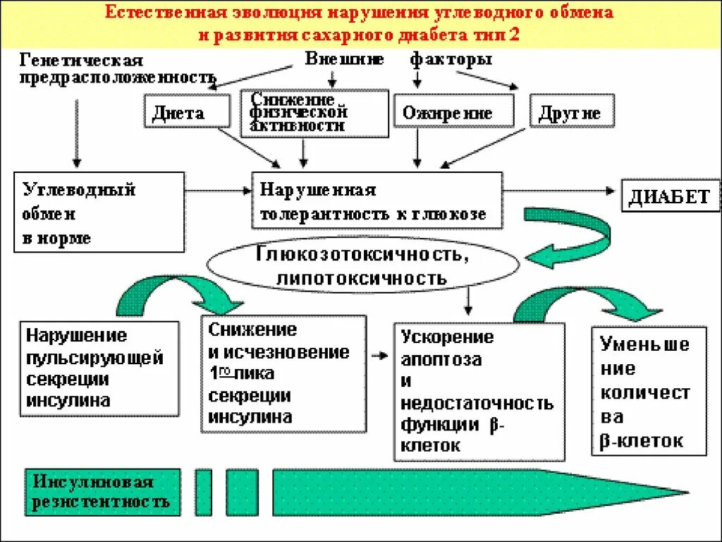 Патогенез сахарного диабета 2 типа биохимия. Механизм развития сахарного диабета 1 типа биохимия. Патогенез сд2 схема. Механизм развития сахарного диабета 1 и 2 типа.