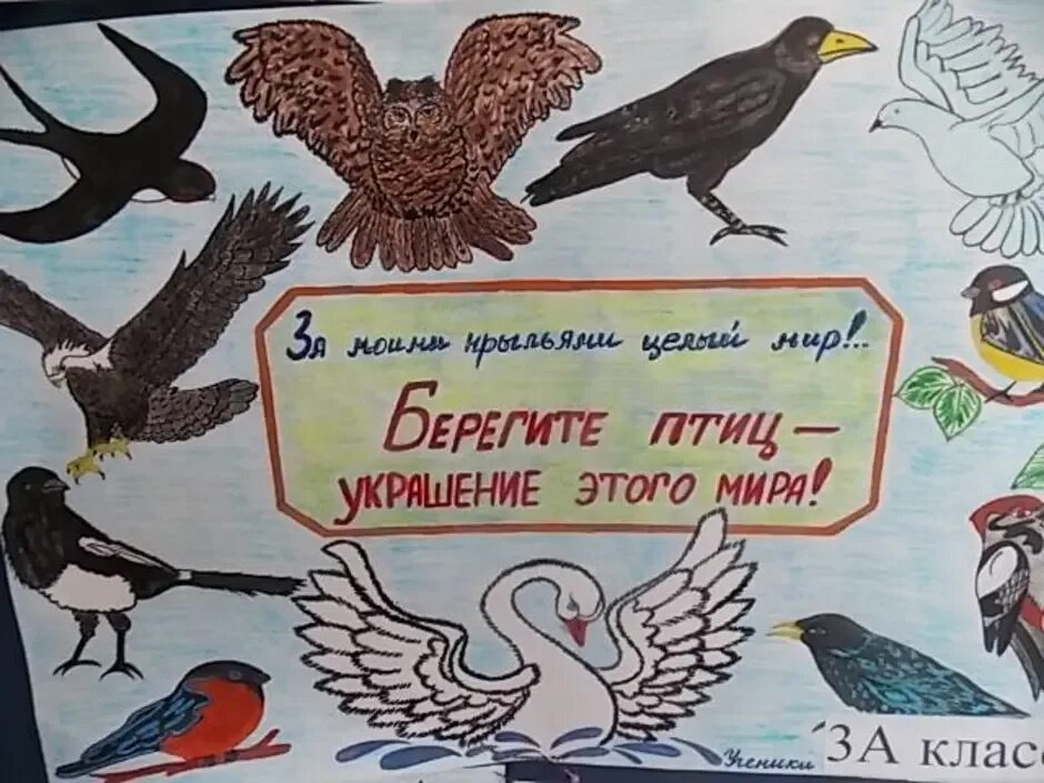 Плакат на день птиц. Плакат по защите птиц. Плакат на тему защита птиц.