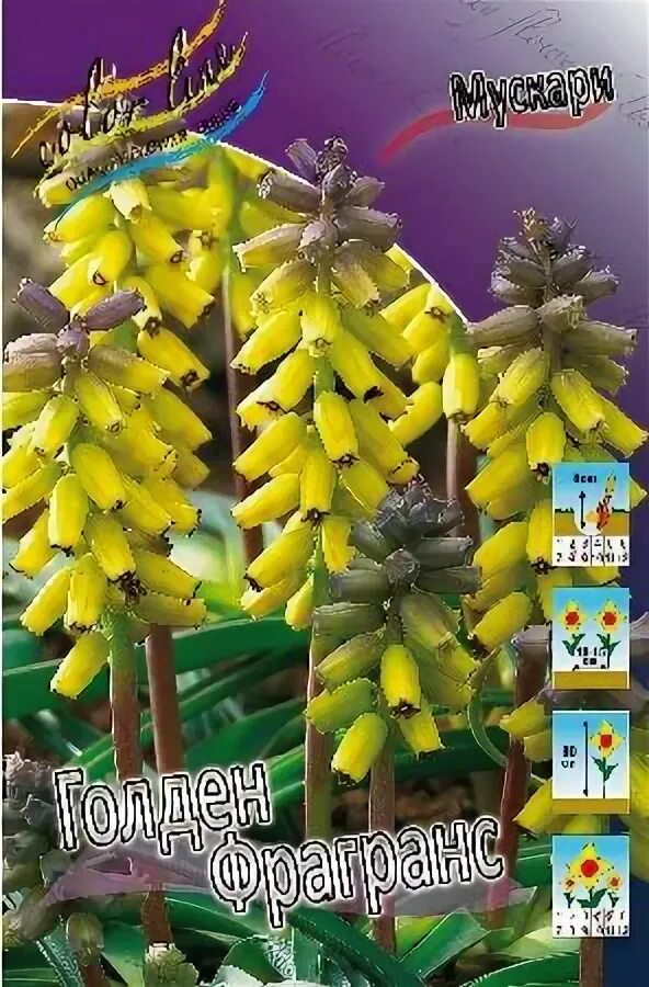 Golden fragrance. Мускари golden fragrance. мускари голден фрагранс.